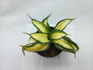 Sansevieria golden wendy