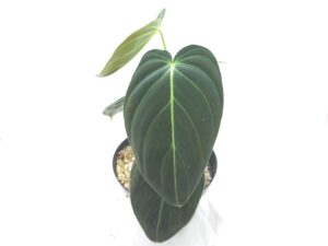 Philodendron melanochrysum (Small)