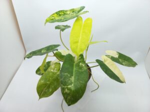 Philodendron Burlemarx Variegated