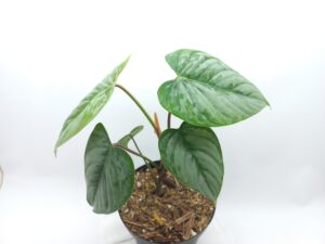 Philodendron sodiroi