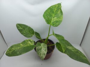 Philodendron Giganteum Marble Variegated