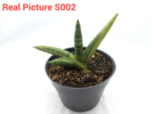 Sansevieria boncel variegated Real Picture S002