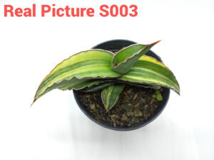 Sansevieria robusta yellow Real Picture S003